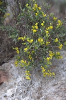 Anthyllis_hermanniae_k__2__medium