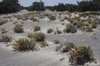 Euphorbia_paralias__5__medium